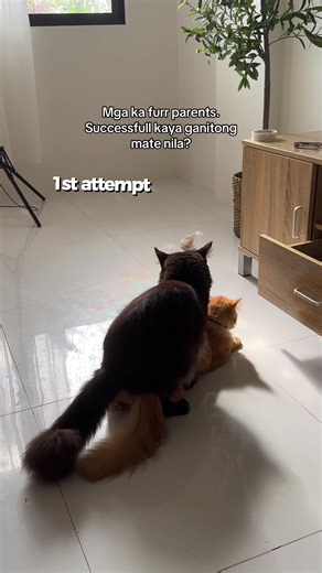 First Time Cat Breeding: Tips for Success