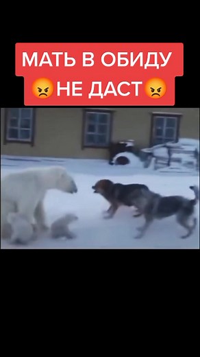 Polar Bear Interacts with Dogs in Snowy Landscape