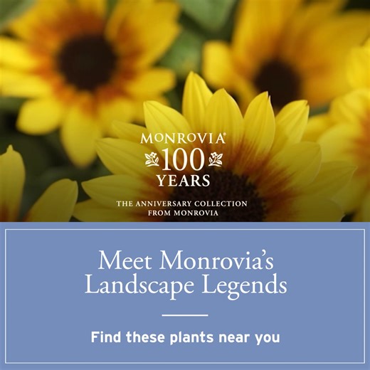 Meet Landscape Legends. Iconic plants selected for lasting beauty and performance in real gardens. | Monrovia