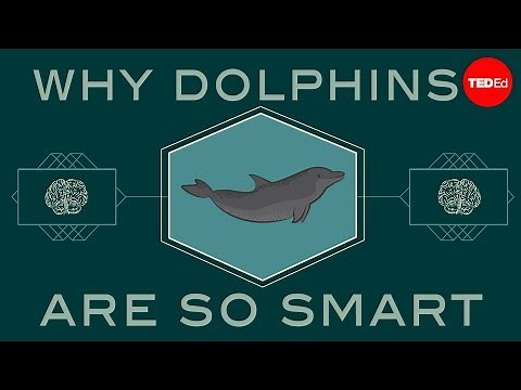 How smart are dolphins? - Lori Marino