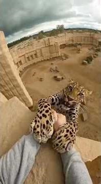 A Tornado Hit the Zoo… and a Leopard Cub Was Crying…😱