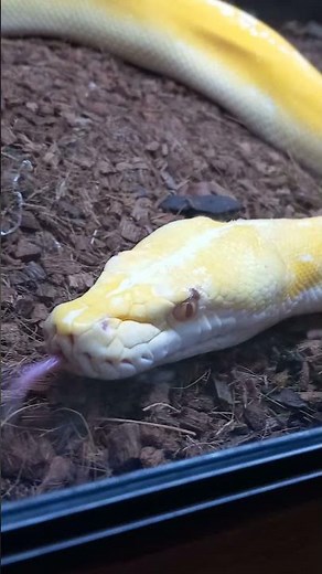 BURMESE PYTHON (YELLOW VARIANT)