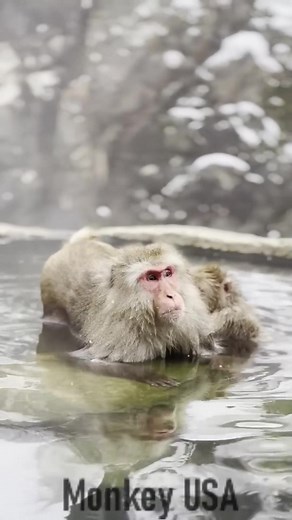 2.4K views · 49 reactions | Japanese Monkey Family Life #FamilyMonkeyJapan #JapanMonkeys #CuteMonkeyFamily #MonkeyLifeJapan #JapaneseMonkeys #MonkeyLovers #WildlifeJapan #MonkeyDaily #MonkeyWorld | Monkey USA | Facebook