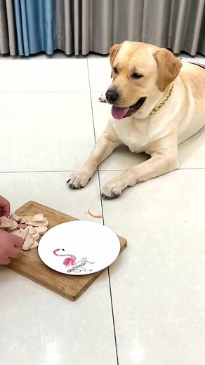 2.3M views · 10K reactions | funny Cat and cute Cat #FacebookReelsContest #reels #Cat #Cats #newyork #funny #usa #cutcat #cuple #canada #funnyvideo #laug #fun #funny #lol #fyp | Tamphaen Maliwan | Facebook