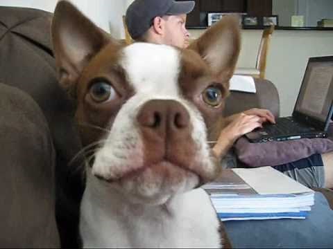 Boston Terrier Clementine talking