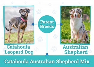 Catahoula Australian Shepherd Mix: Ultimate Guide to Care