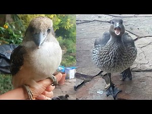 Just your average morning in the backyard. Australian Wood Duck Ducklings and Kookaburras!!