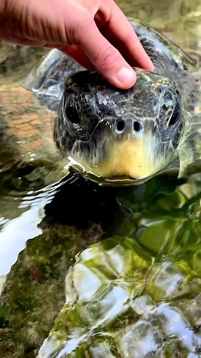 1.1K views · 60 reactions | Amazing #AmaZing #photography #beautiful | All About Turtles | Facebook
