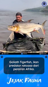 Ketika berburu, Goliath Tigerfish (Hydrocynus goliath) mampu memanfaatkan pusaran sungai dan danau yang lebih tenang untuk menyergap mangsa. Meskipun penglihatannya tajam, goliath tigerfish juga memiliki kemampuan unik untuk mendeteksi frekuensi tingkat rendah yang memungkinkannya merasakan keberadaan mangsa di dekatnya. Goliath Tigerfish tidak menggunakan gigi tajamnya untuk mengunyah, mereka langsung menelannya utuh. Goliath Tigerfish memiliki ukuran rata-rata mencapai 1,5 meter ketika sudah d