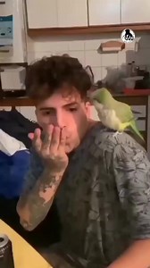 263K views · 6.3K reactions | This bird is an absolute vibe! #beatbox #bird #music #jamming #collab #viral #animals #talent #scratch | Beatbox QLD | Facebook