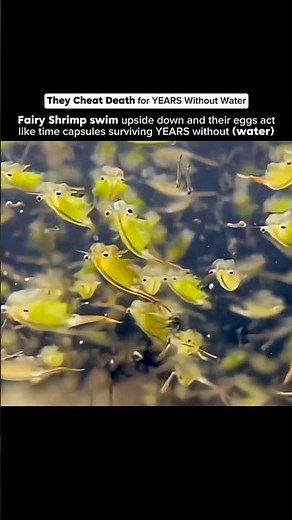 Fairy Shrimp: Living Without Water 😳