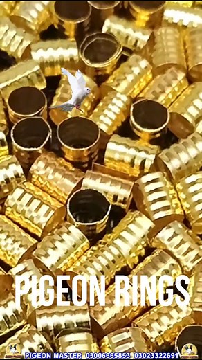 PIGEON MASTER on Reels