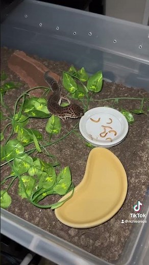 Leopard Gecko Breeder Rack Upgrade!