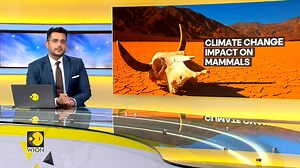 Formation of a new supercontinent could wipe out all mammals, make Earth uninhabitable in about 250 million years. Researchers predict how climate extremes would intensify after continents merge to form one supercontinent called 'Pangea Ultima'. Shivan Chanana tells you more | WION