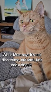 22K views · 268 reactions | How every cat feels when they see their human eating… | Cats Like Felix | Facebook