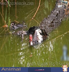 Unbelievably, the duckling was attacked like this by a crocodile. 😲😲😲 #animal | Soul