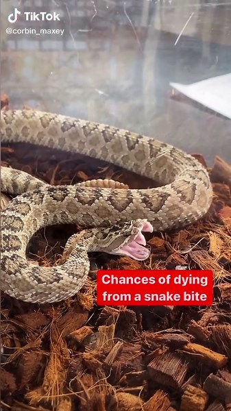 Mesmerizing Slow Motion Rattlesnake Yawn