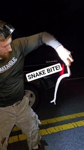 AGGRESSIVE BABY SNAKE! #python #snake #wildlife #florida #nature #bite #snakebite #bitten #shorts