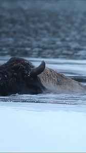 Bison fell into the frozen lake. | Jake Slater