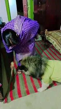 साइबेरियन हस्की डॉगी ने फिर से अपनी मम्मी से खाई मार वो भी डंडे से #trending #husky #viral