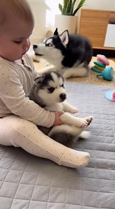 Baby Comforts Crying Husky Puppy | Eat together