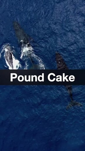 Pound Cake Drake Slowed & Reverb - Aesthetic Music Vibes