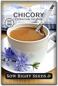 Sow Right Seeds - Chicory Seeds for Planting - Non-GMO Heirloom Chicory for Gardeners - Easy to Grow Blue Wildflowers - Semi-Woody Perennial with Edible Leaves - Grow Your Own Coffee Substitute (1)