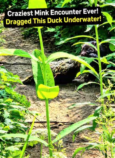 The Craziest Mink Encounter... He Dragged a Duck Underwater! 🦦 vs 🦆