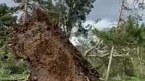 Davis Landfill waives fees for green waste