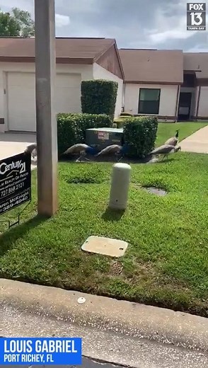 95K views · 884 reactions | PEACOCKS IN PASCO: A Florida man said he was surprised to see at least 15 peacocks in a Port Richey neighborhood, but said it was a "wild" sight to see! STORY: https://bit.ly/2TQsTnd | FOX 13 News - Tampa Bay | Facebook