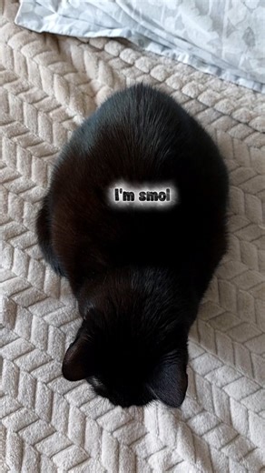 5.7K views · 3.6K reactions | In simple words: I'm a cat... . . . . . . . . . . . . . . . . . . . . . . #kittytheduchess #catsofinsragram #cats #blackcatsofinstagram #crazycat #lazy at #funnycats #funnyreels #reels #cutecats #catlife #catmemes #memehub #parody #catsclub #blackcatsclub | Kitty.TheDuchess | Facebook