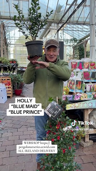 Blue Maid and Blue Prince: Reliable Hollies for Gardening
