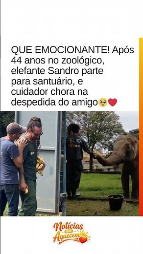 Após 44 anos, elefante Sandro deixa zoológico e despedida emociona cuidador 🥺🐘
