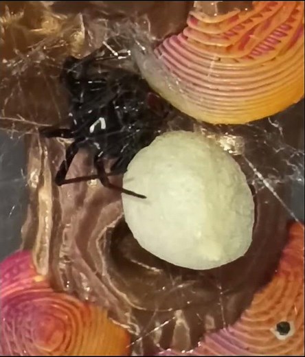 Black Widow Spider Egg Sac/Webbing