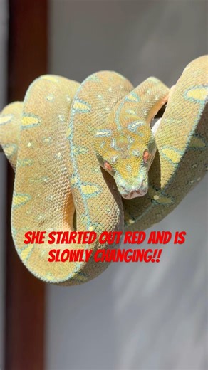 This Snake Changes Colors!!🫣🤯 #snake #reptiles