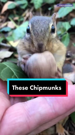 Adorable Chipmunks Compilation 🐿️ Cutest Moments Ever!