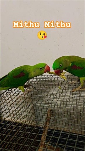 Mithu Mithu food editing fight 😂 cute parrot 🦜#shorts