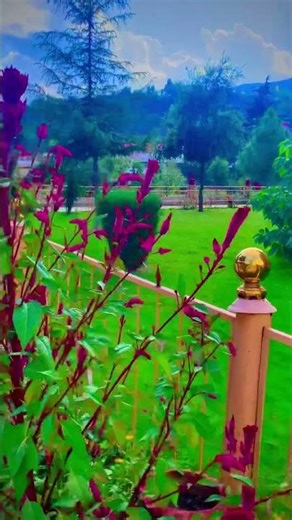 Beautiful Pool View Vlog | Green Lawn, Building & Nature in Pakistan 4K