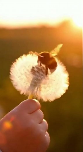 Toddler Holds Dandelion as Three Bees Land on It