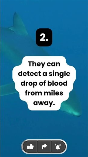 3 Fun Facts About Sharks