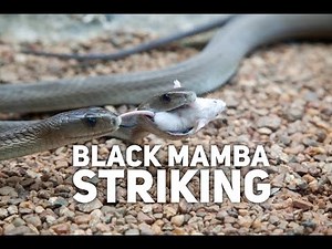 Black Mamba Striking