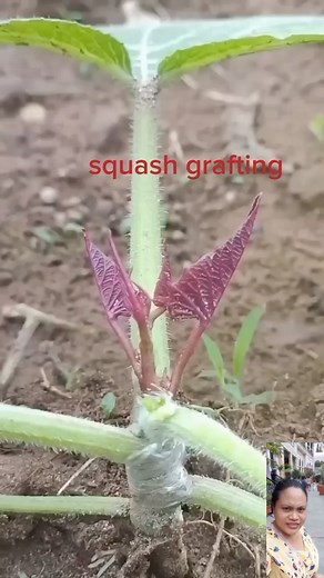 #squash | Indigo's Logo