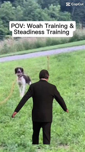 Woah training a bird dog! #dogtraining #birddog #woah #quail #pheasant #grouse #gsp #lab