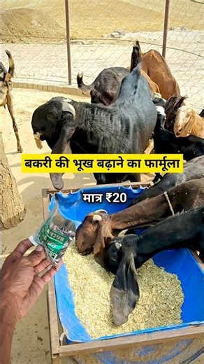 बकरी की भूख बढ़ाने का फार्मूला मात्र 20 रुपए में || #trending #farming #viral