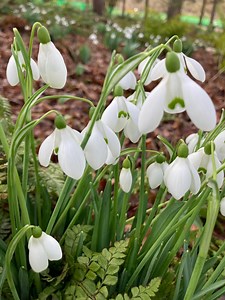 50 Bulbs of Snowdrop (galanthus Ikariae) Includes Postage - Etsy UK
