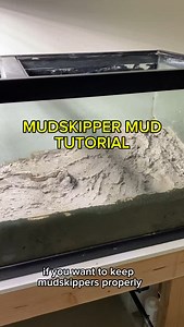 25K views · 11K reactions | HOW TO MAKE MUD FOR MUDSKIPPERs!! Any other questions I’ll address in another video :) #mudskipper #fish | Ezziesaquatics | Facebook