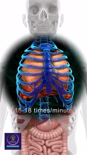 Lungs Breathing Rate & Process | Human Respiratory System Explained. #Lungs #BreathingProcess #HumanRespiratorySystem #Inspiration #Expiration #BreathingRate #LungFunction #MedicalAnimation #BiologyLearning #AnatomyAndPhysiology #OxygenExchange #HumanBody | Medical Animation Media