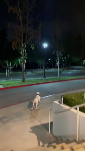 Dogo Argentino vs Coyote Showdown