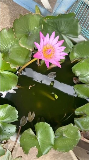 Guppies breeding in water lily pot DIY #guppy #guppyfish