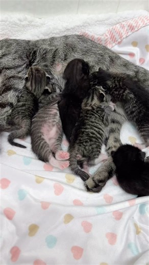 2K views · 1K reactions | The white socks are killing me!! 藍 . It’s a bit hard to distinguish the 4 tabbies. Three have white mittens with white socks, one has no mittens with white socks. Hopefully, when they get a little bit older, I’ll be able to see more distinguished markings . Eyes are not open yet. It should be any day now. . #july4th_kitties | Foster Kitten Tails | Facebook